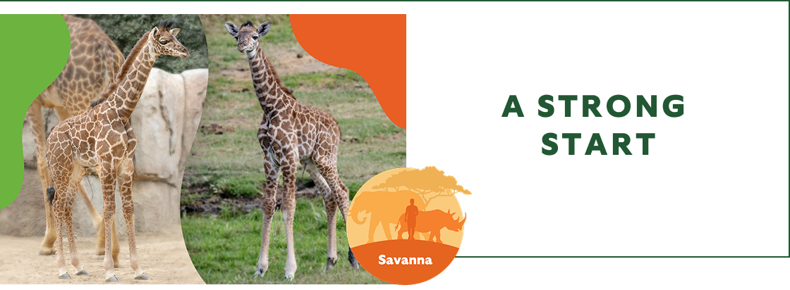A strong start - image of giraffes