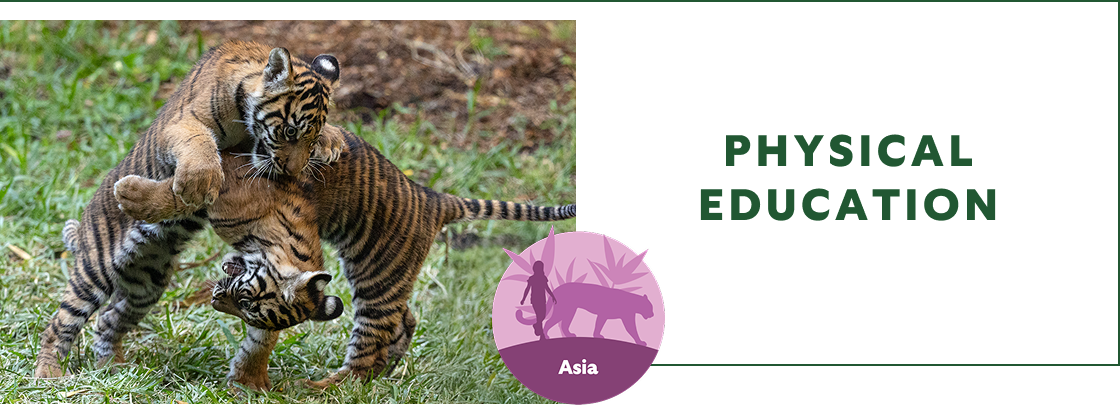 Physical Education - Image of tiger cubs playing