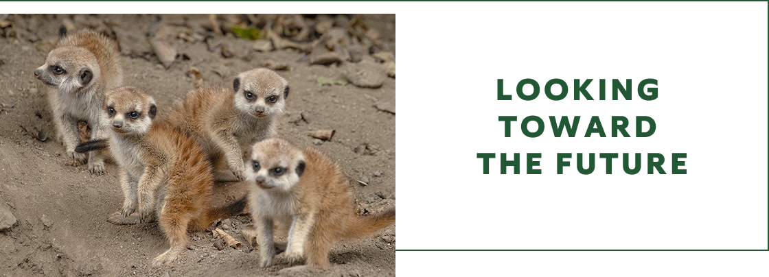 Looking toward the future - image of meerkats