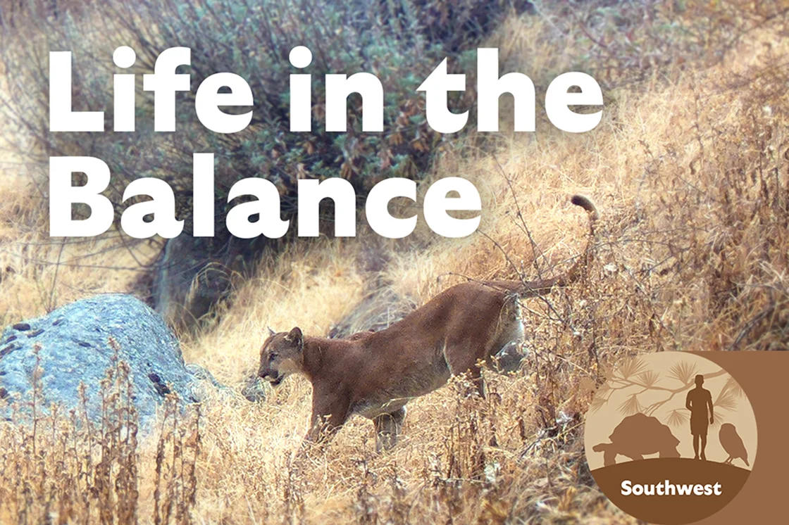 Life in the Balance Southwest hub logo - Mountain lion image