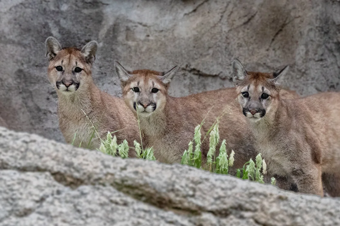 Three mountain lions