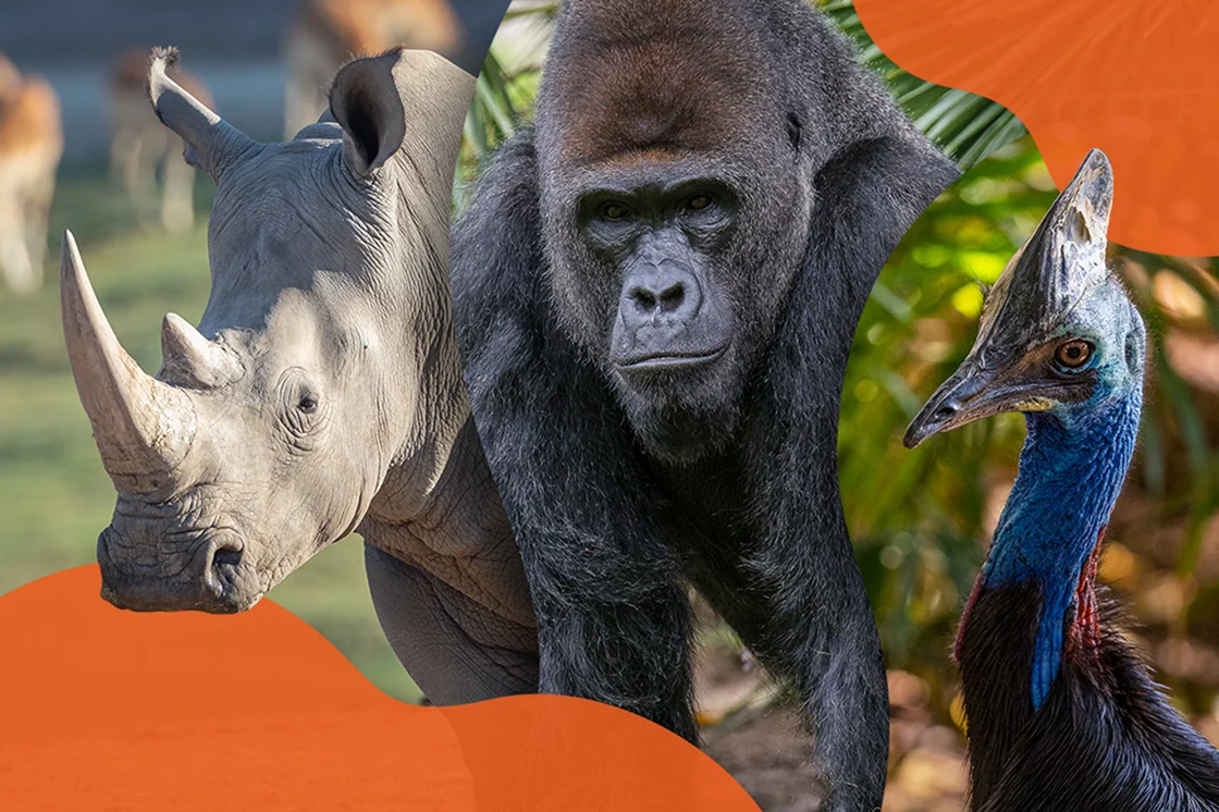Rhino, Gorilla, Bird image