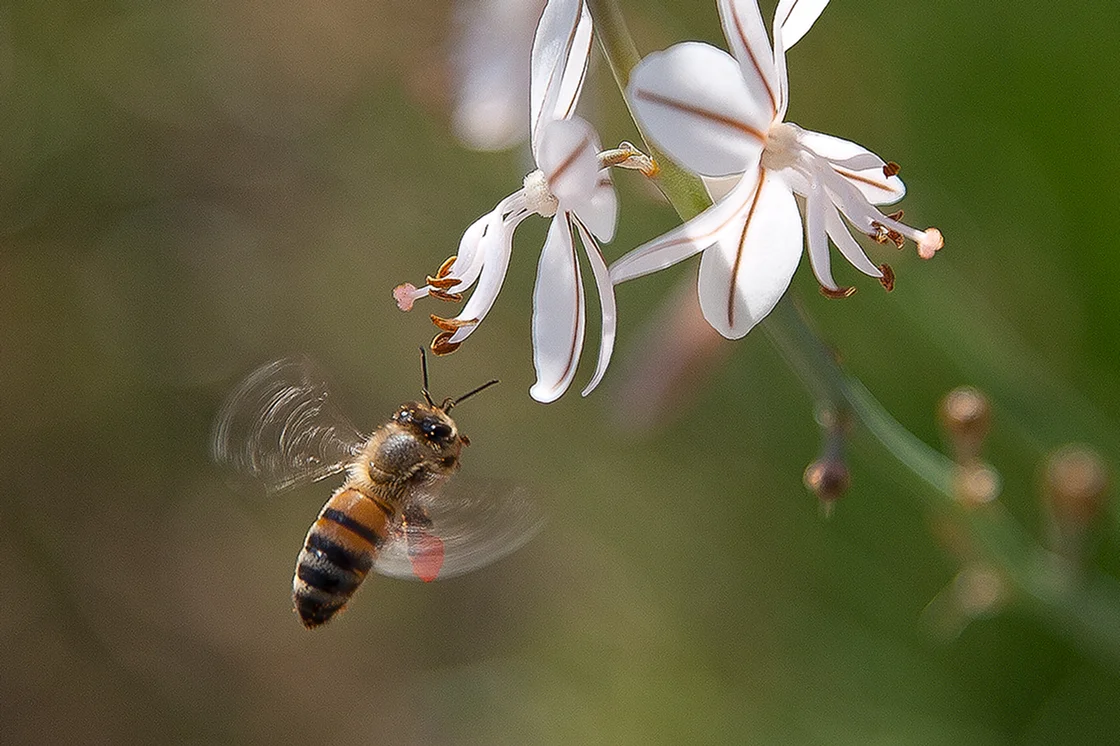 Bee and flower