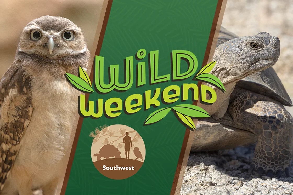 Wild Weekend Southwest - Image of owl and tortoise