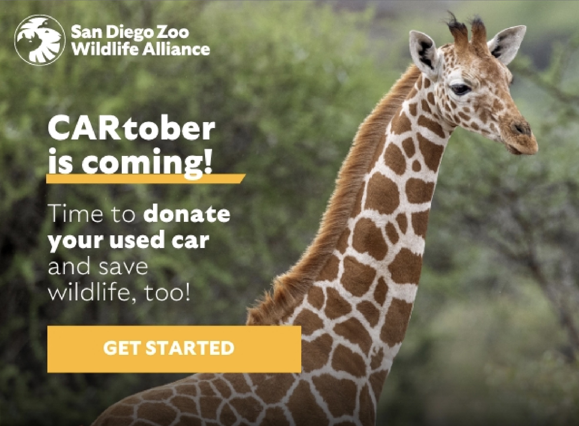 CARtober is coming! Time to donate your used car and save wildlife, too! Get Started