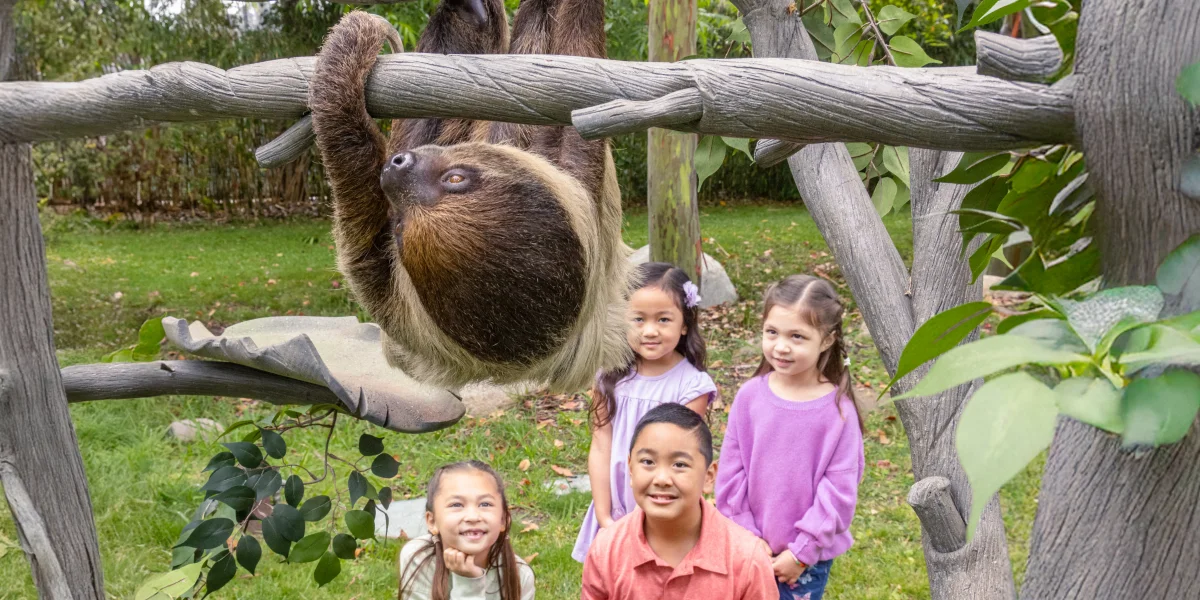 Kids looking at sloth in tree