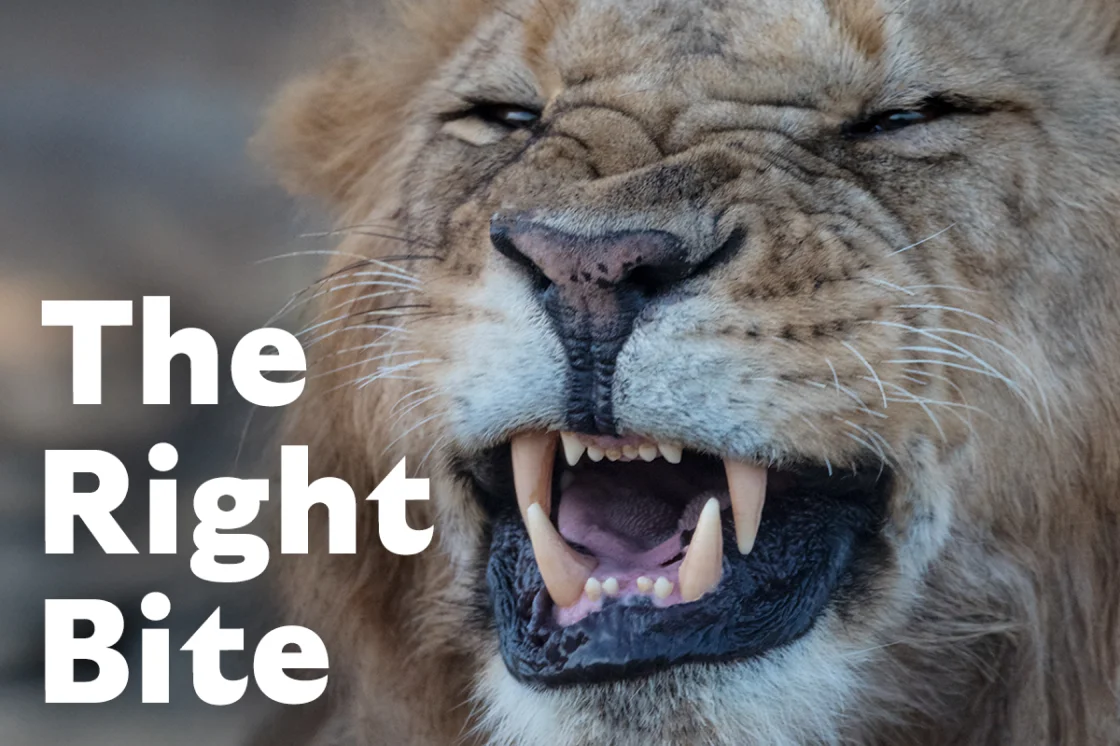 The Right Bite - Lion image