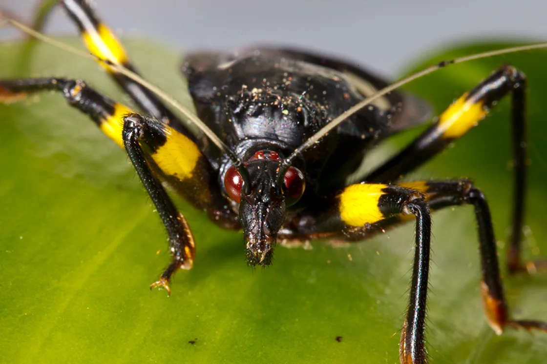 Bug