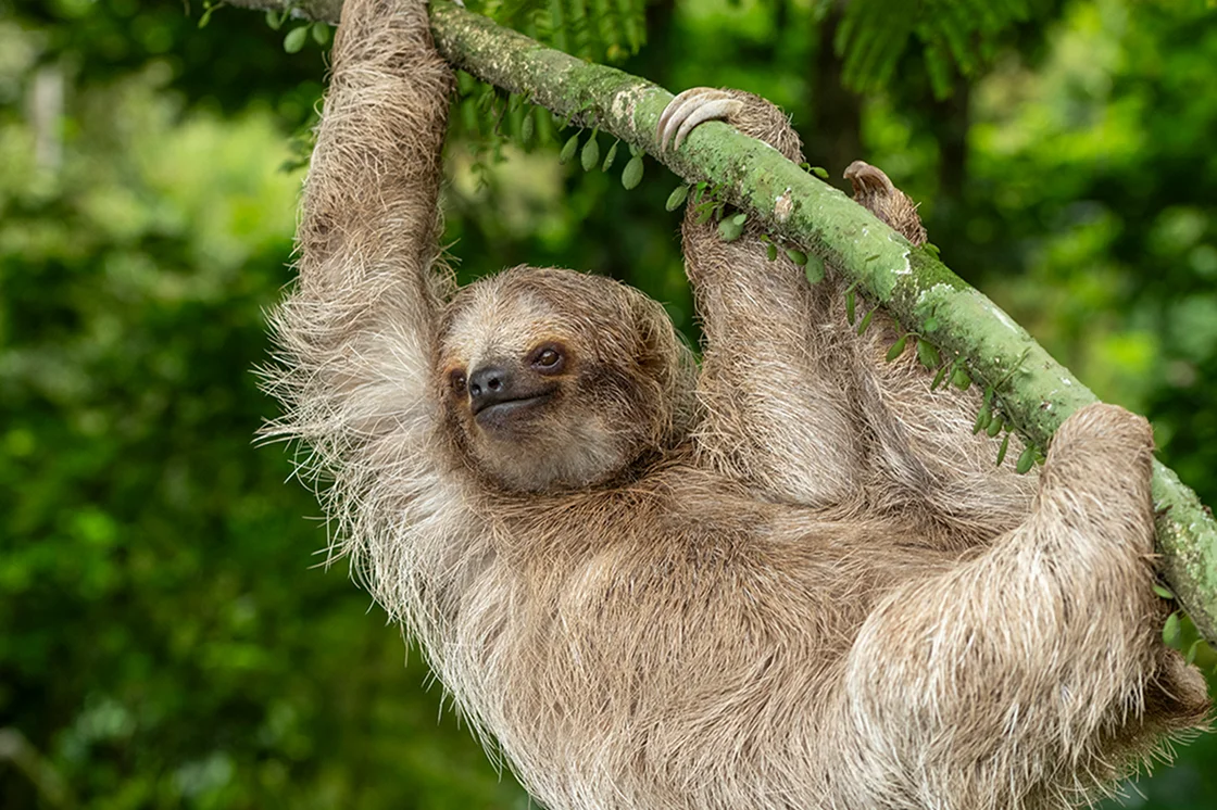 Sloth