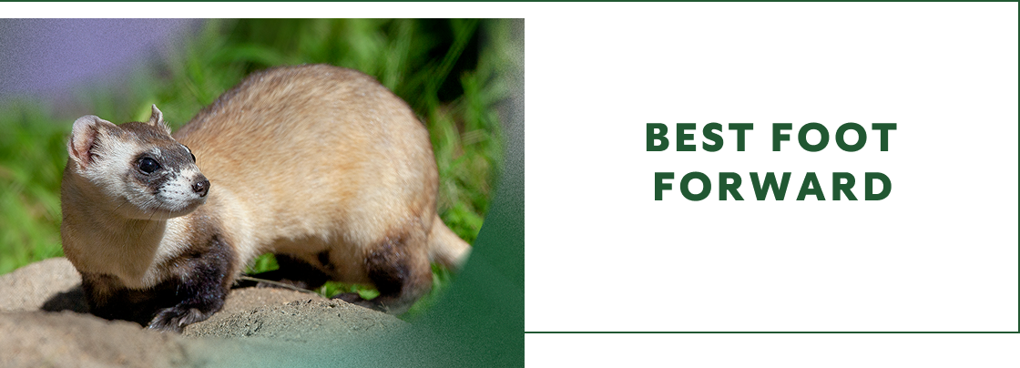 BEST FOOT FORWARD - Ferret