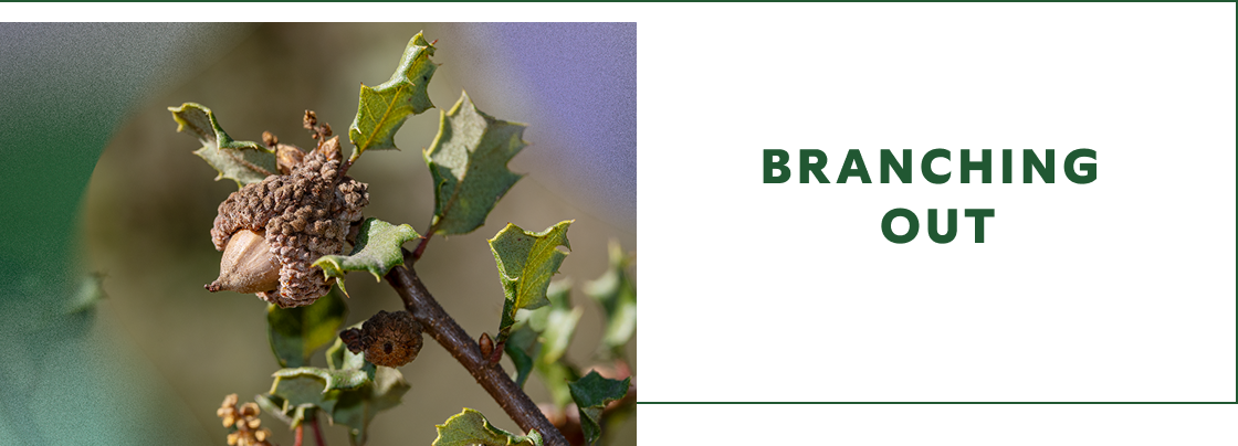 BRANCHING OUT - img branch