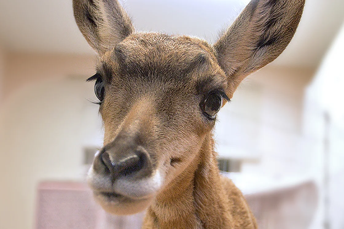 Deer