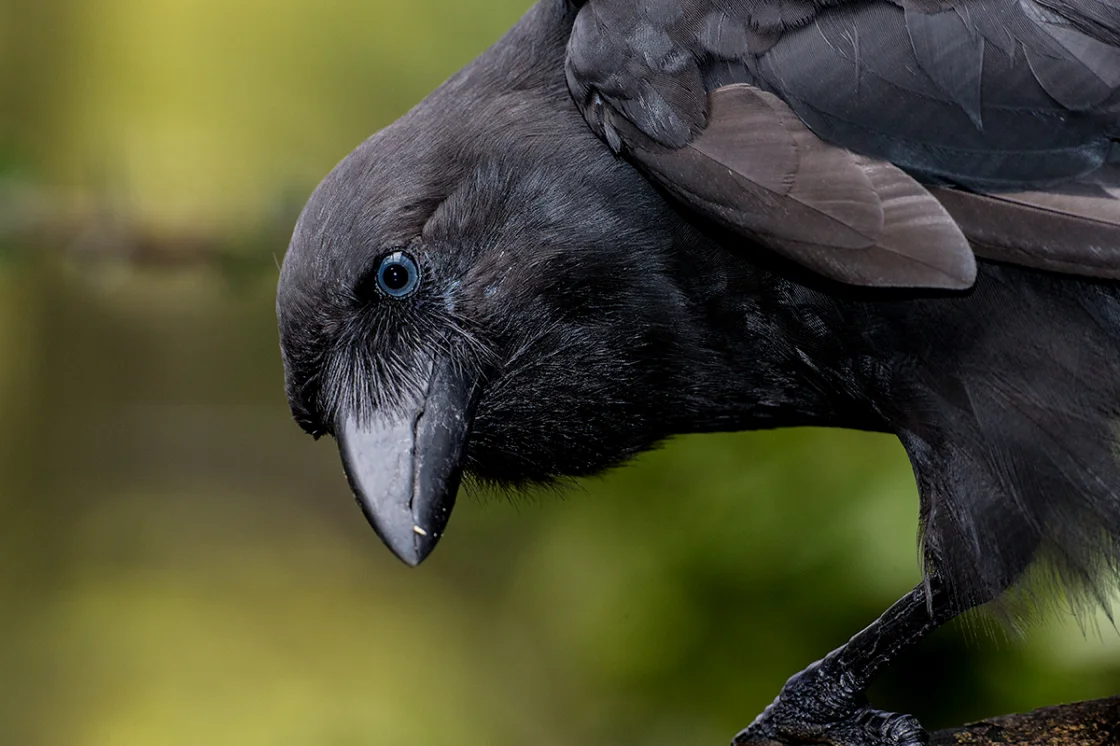Crow