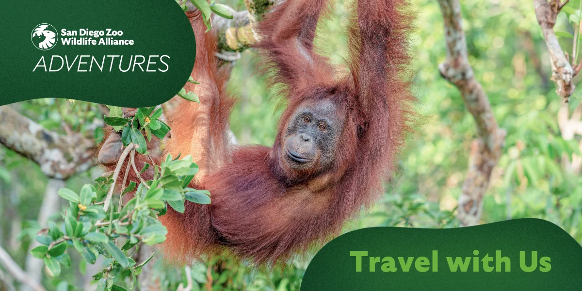 San Diego Zoo Wildlife Alliance Adventures - Orangutan image