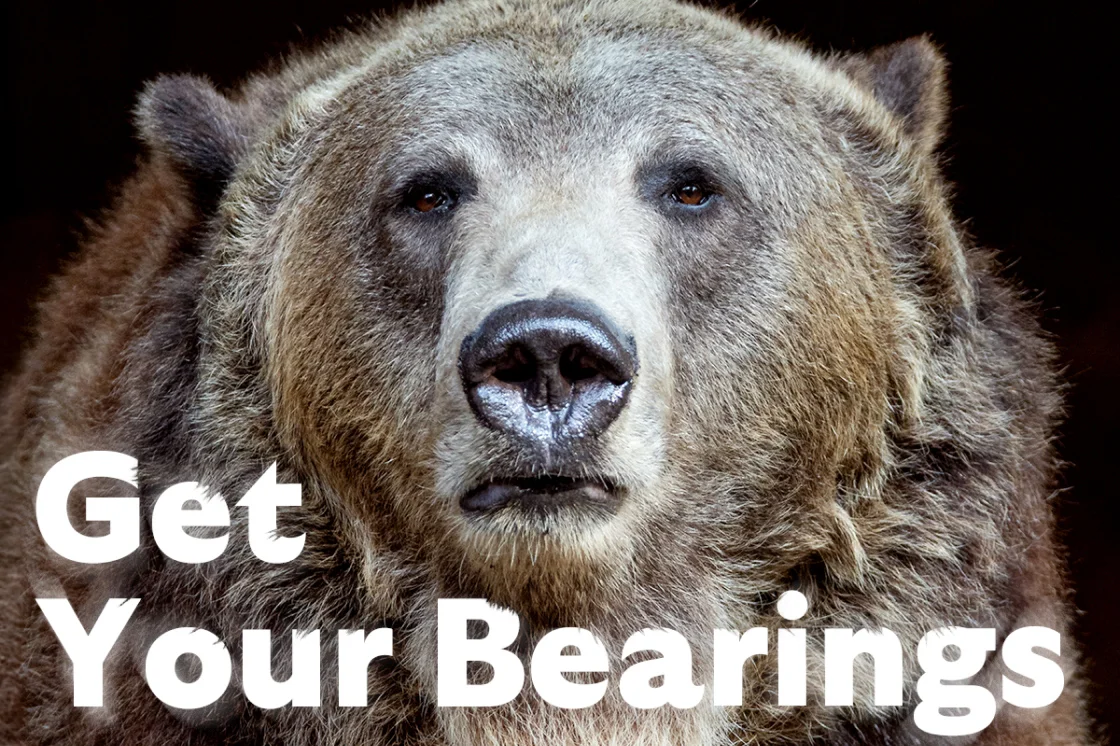 get your bearings - bear image