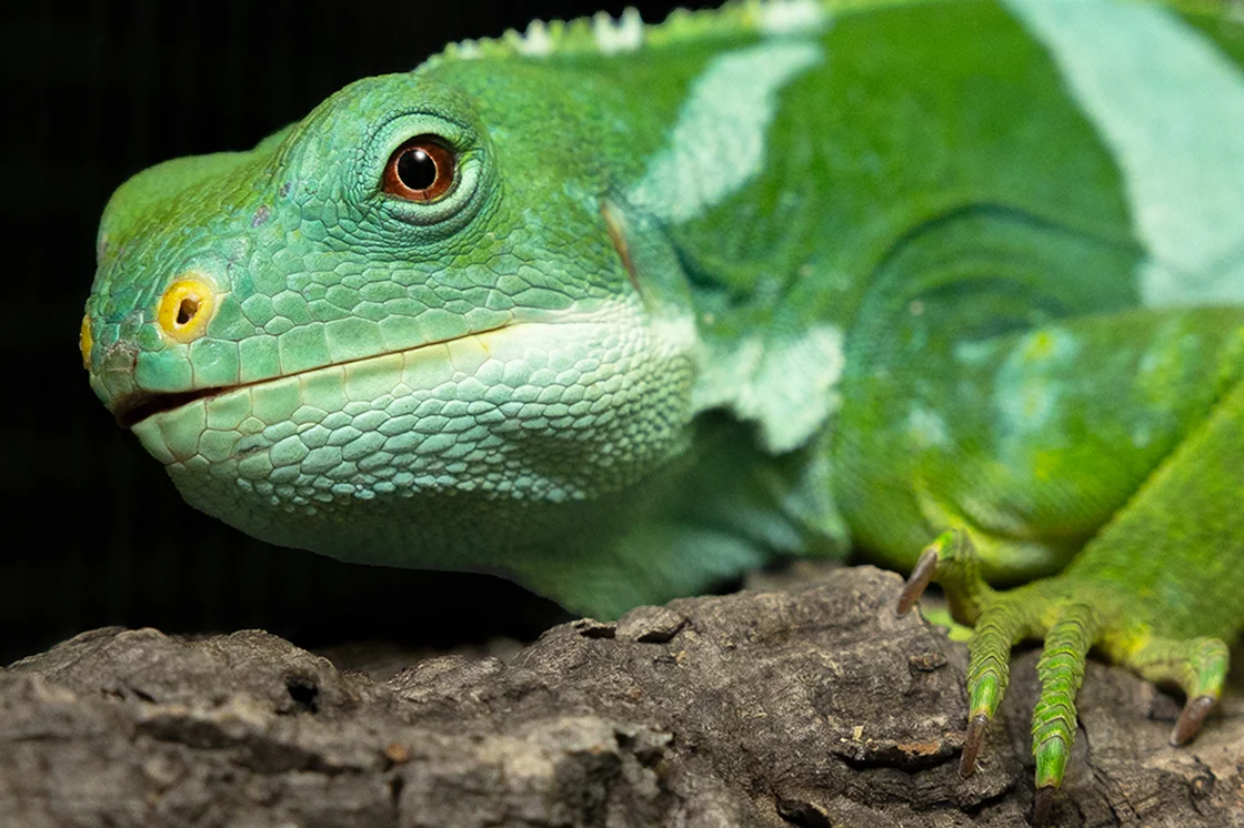 Iguana