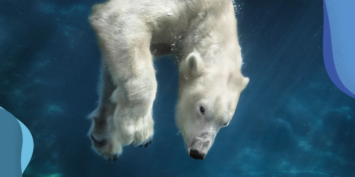 Polar Bear