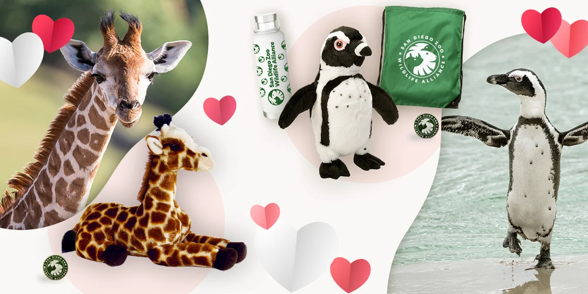 Animal plushes and merchandise