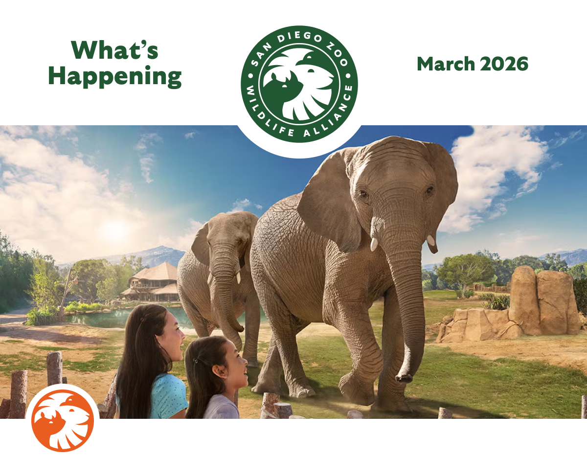 March 2026 What's Happening SDZWA Logo