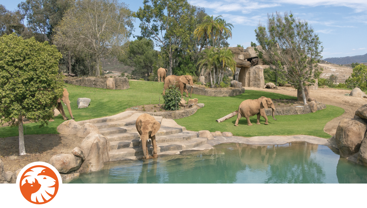 Elephants