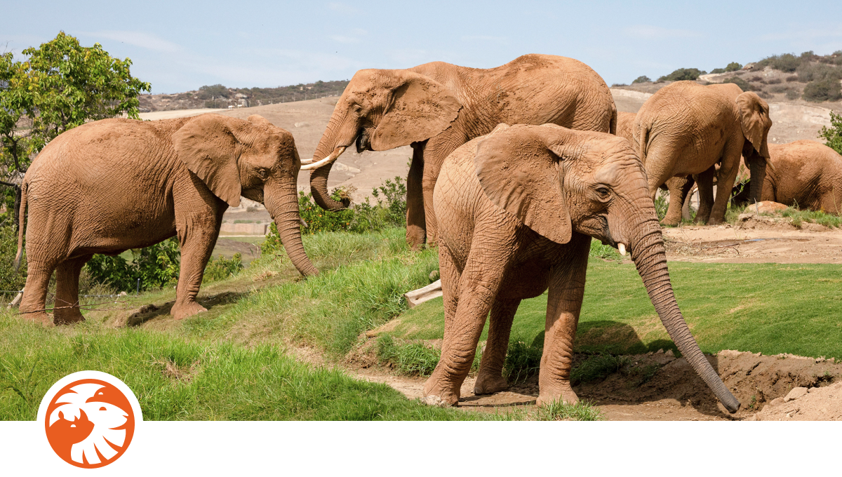 Elephants