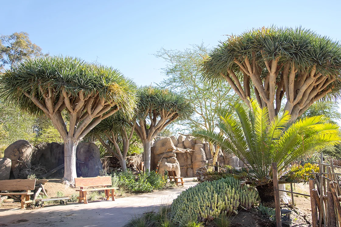 trees