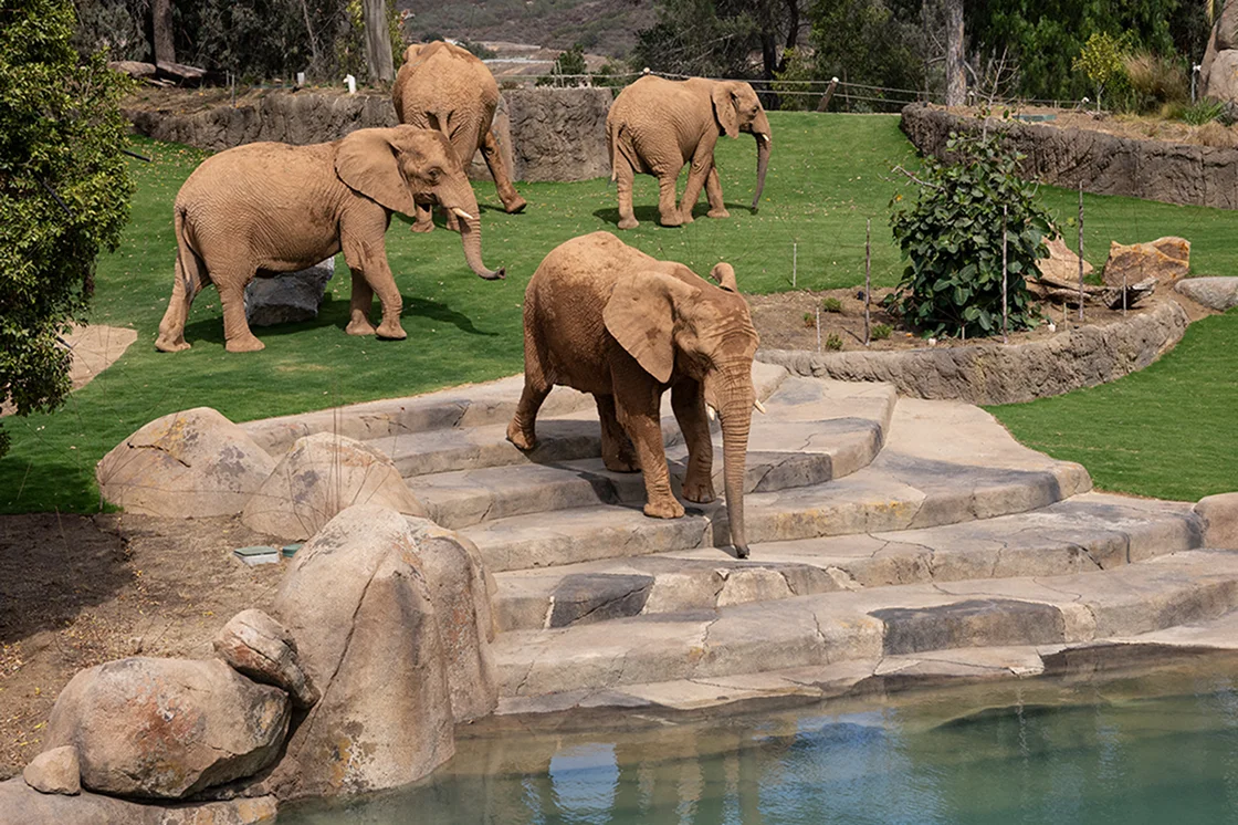 elephants
