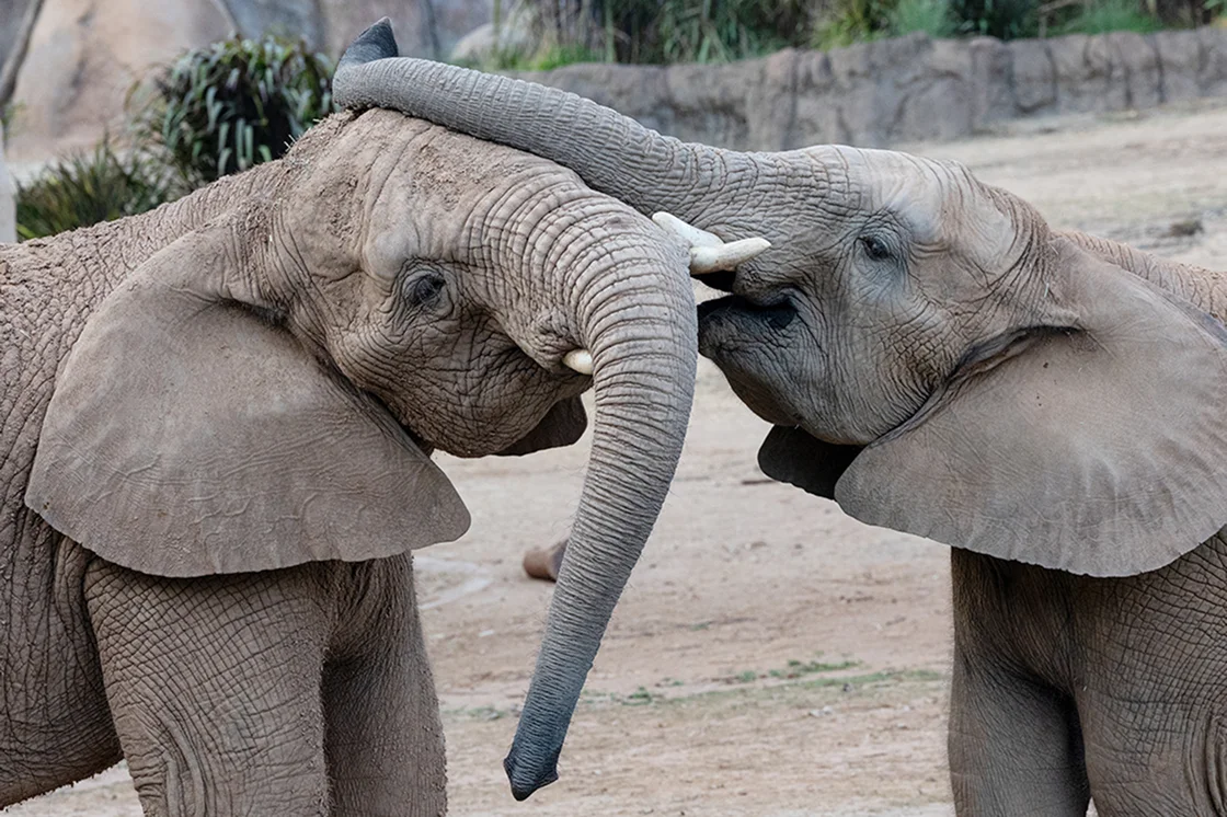 elephants