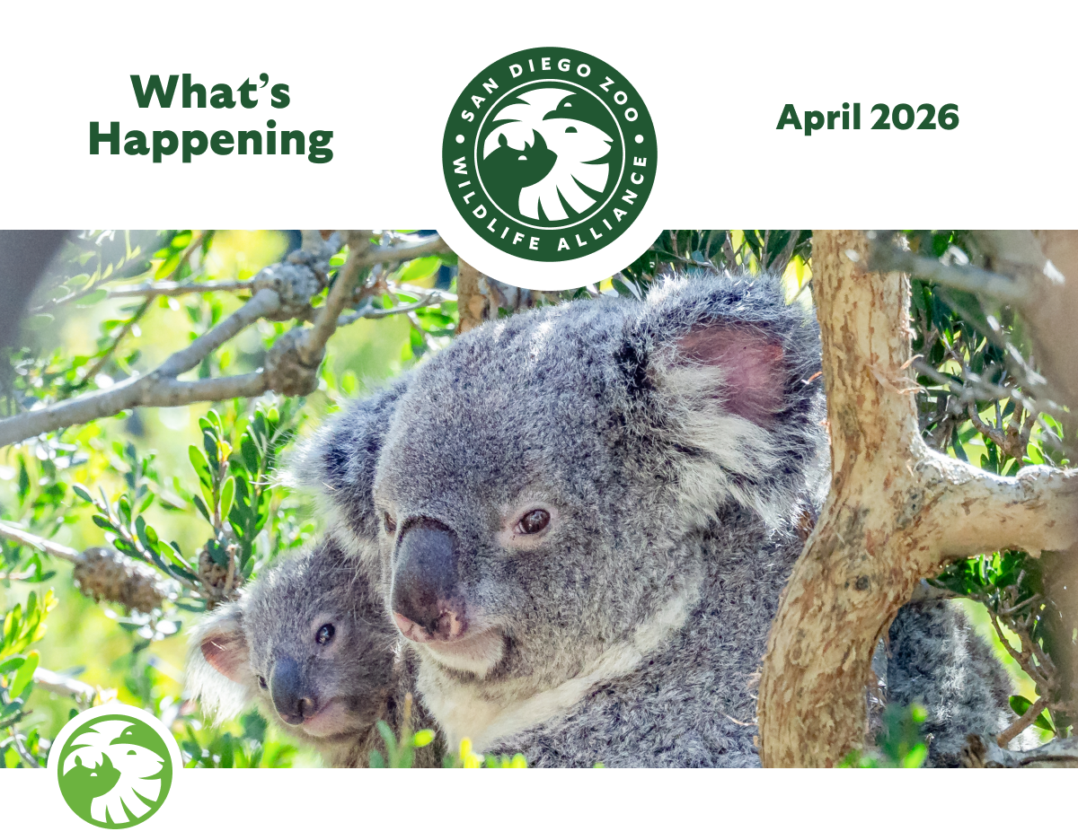 April 2026 What's Happening SDZWA Logo