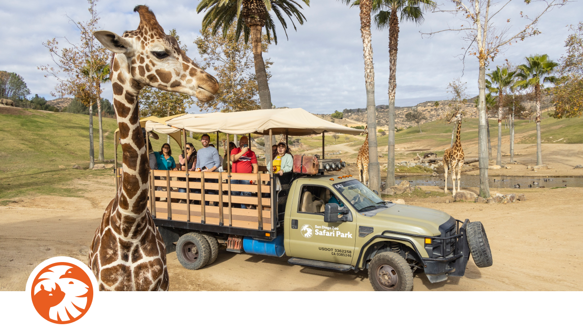 Truck and giraffe