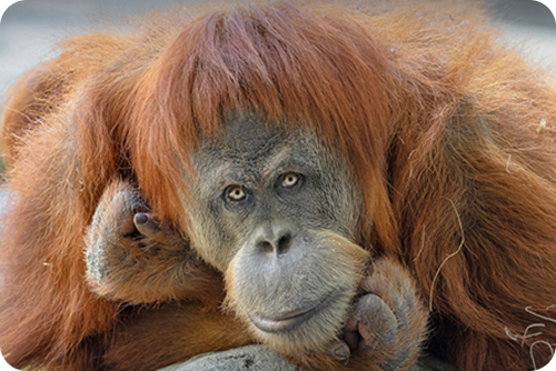 Orangutan
