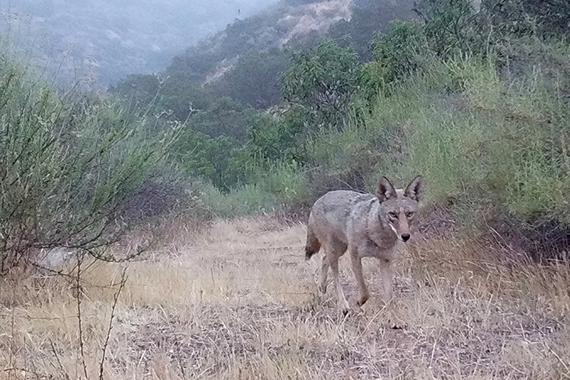 coyote