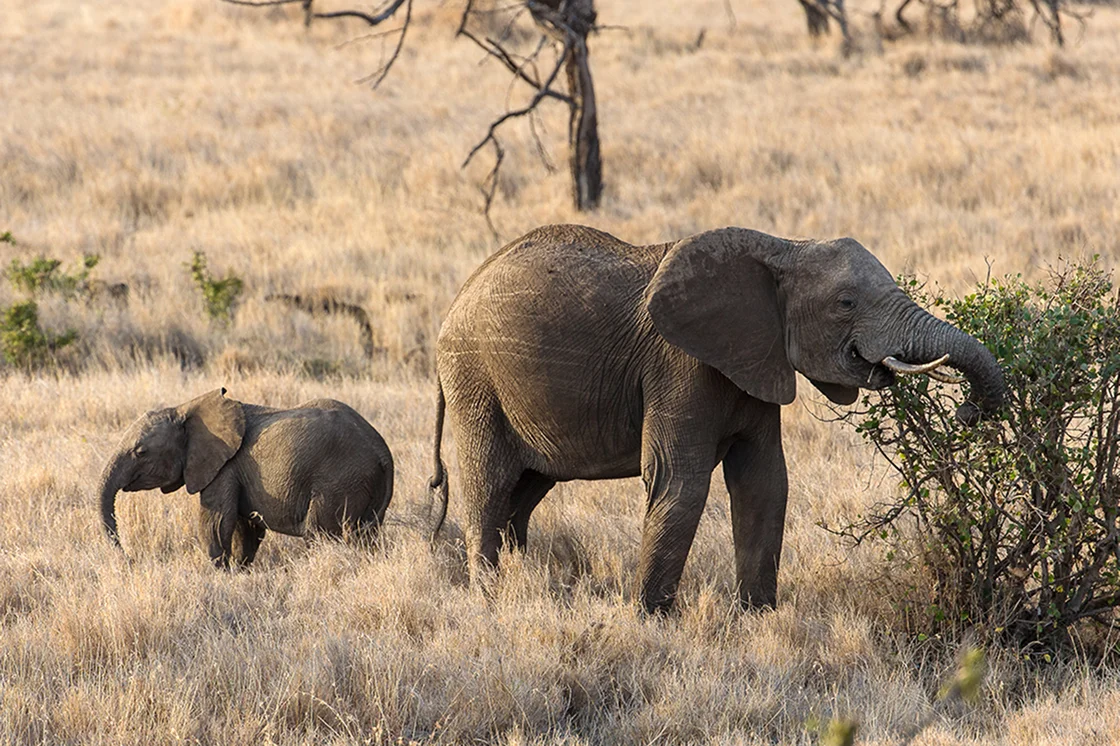 elephants