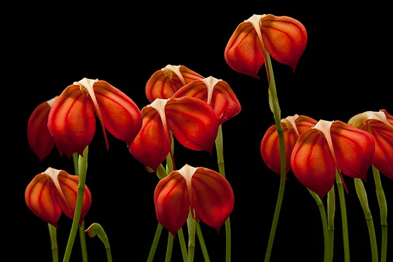 orchids