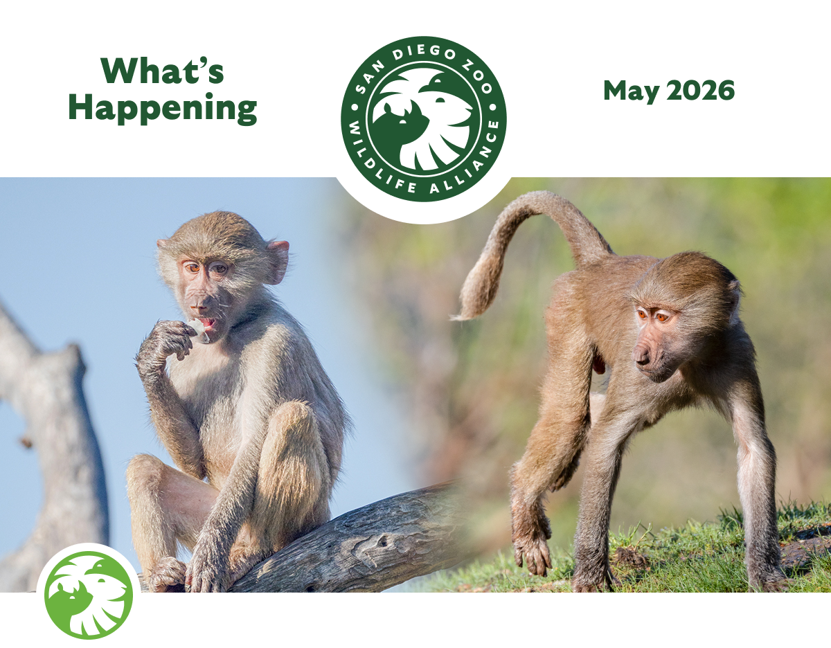 May 2026 What's Happening SDZWA Logo