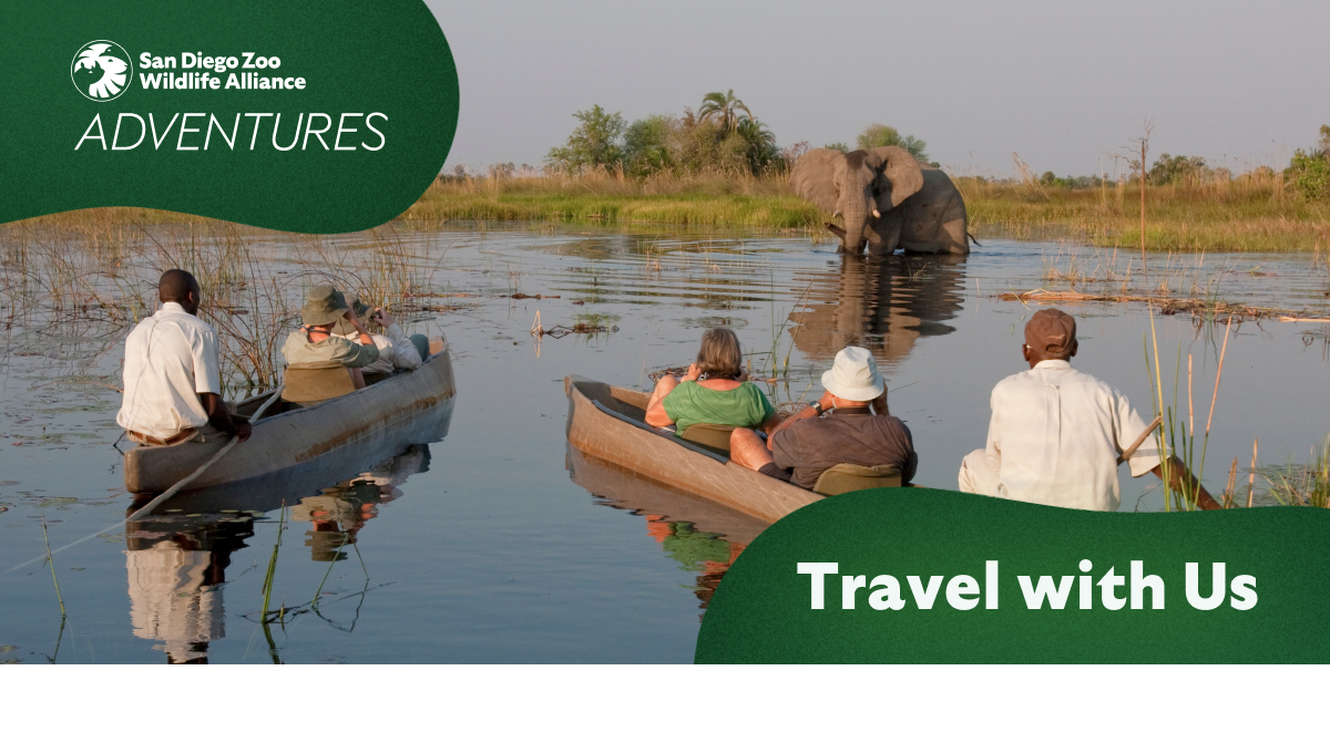 Adventures travel with us