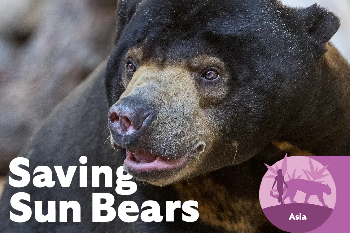 Saving Sun Bears