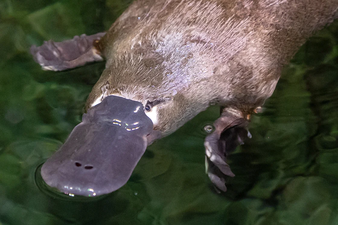Platypus