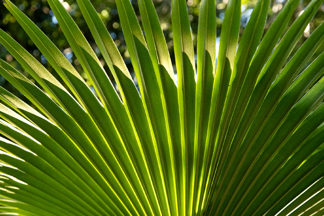 Loulu Palms