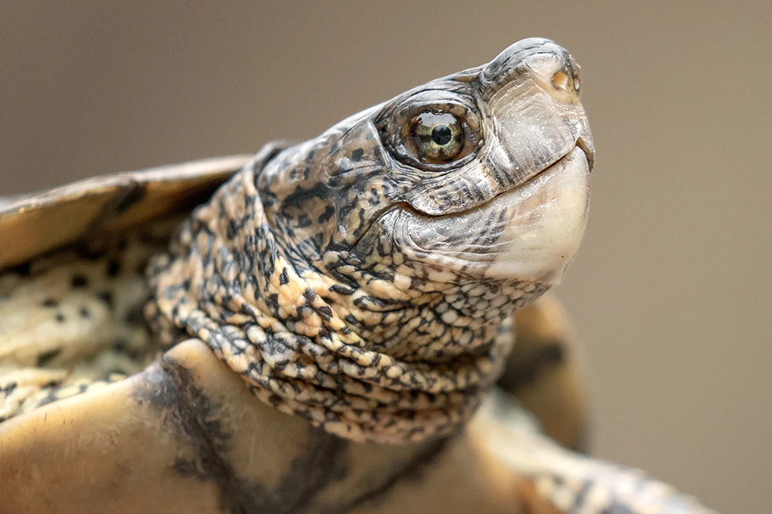 turtles