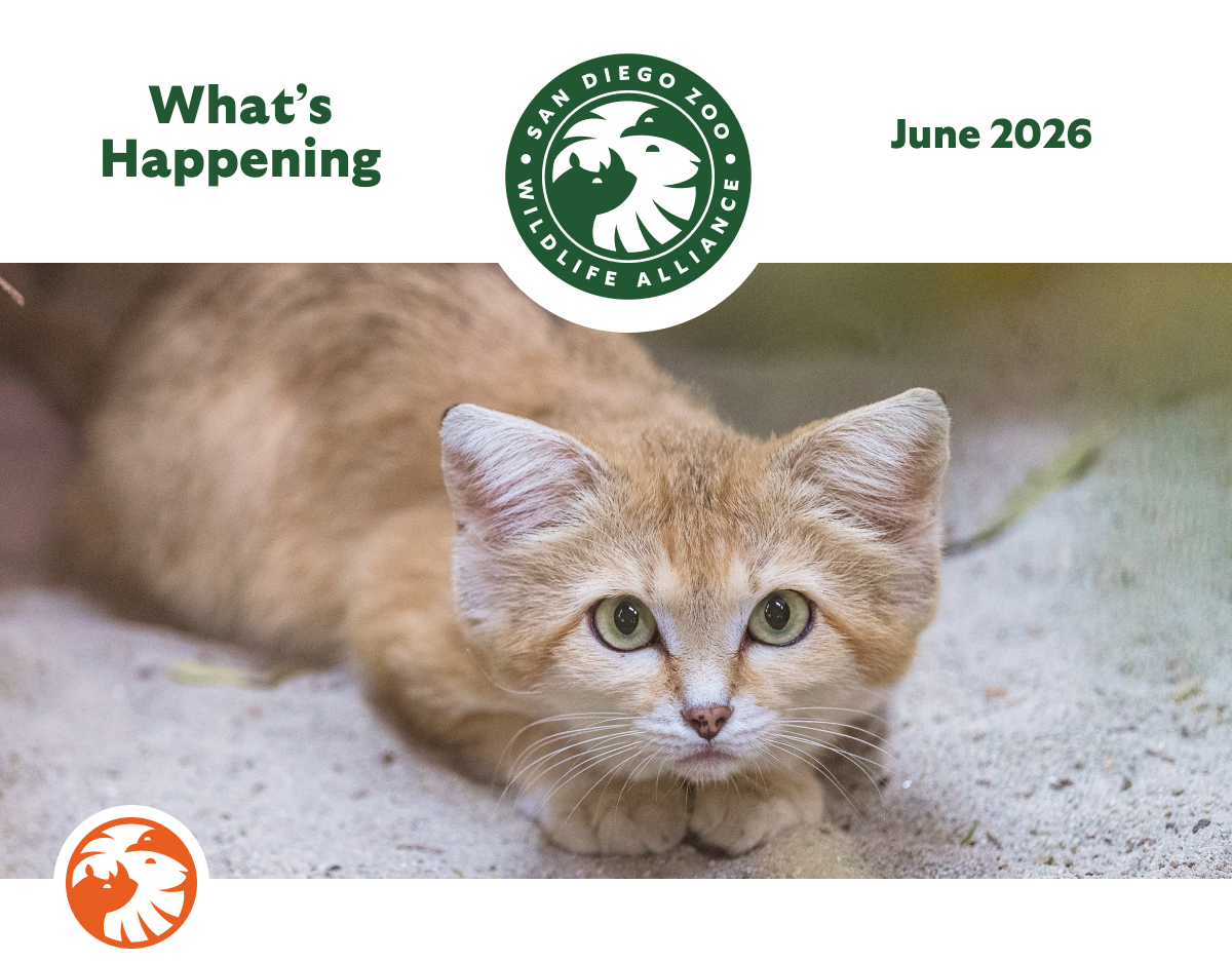June 2026 What's Happening SDZWA Logo