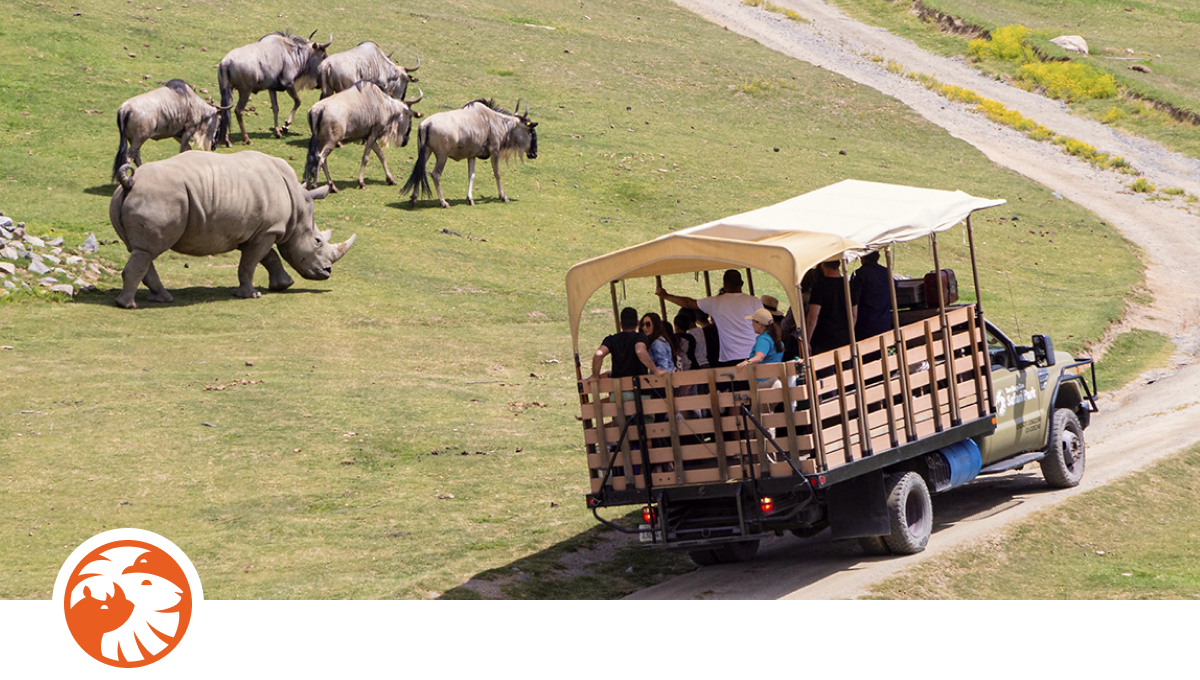 Wildlife safari: mimosa sips