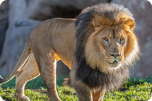 Lion
