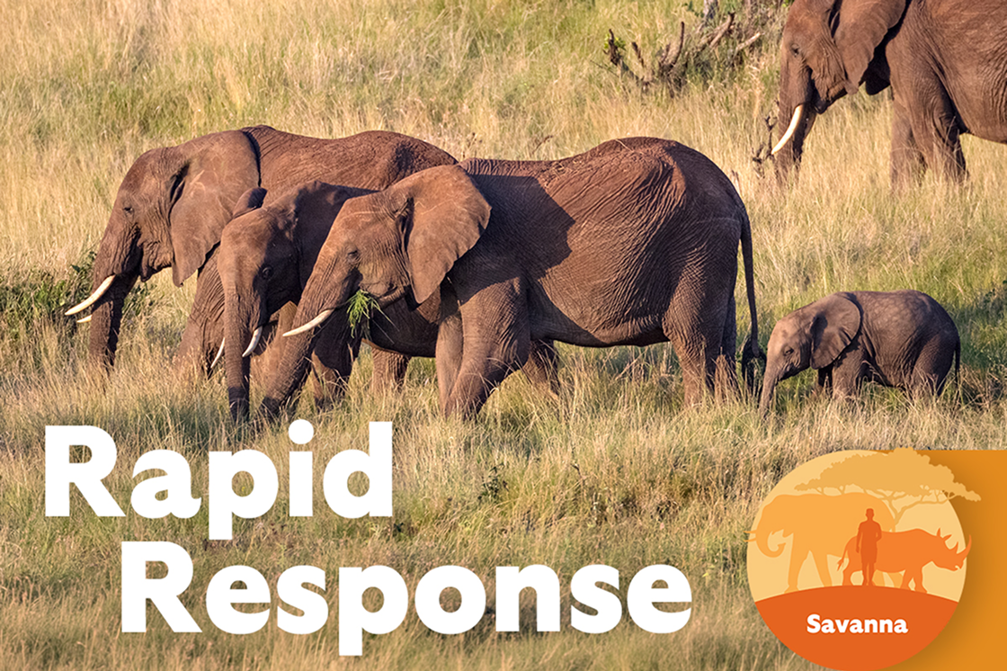 Rapid Response