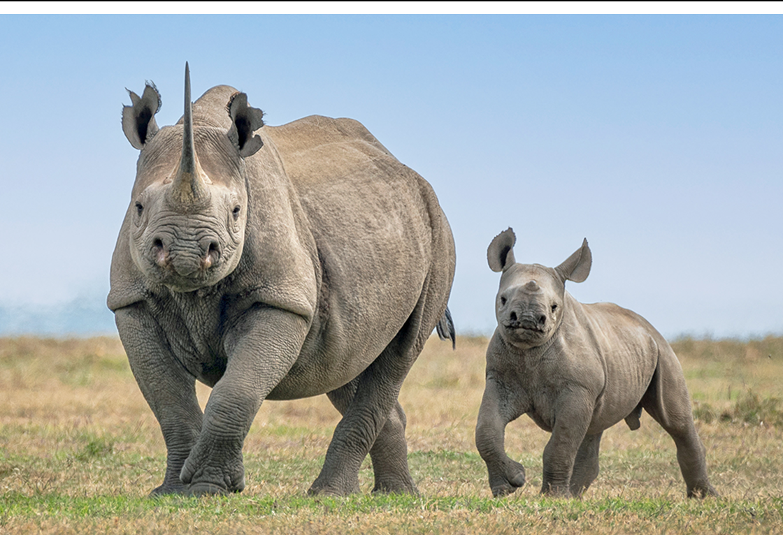 A RHINO ALLIANCE