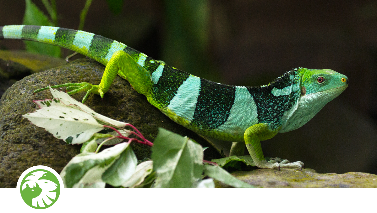 fujiIguana