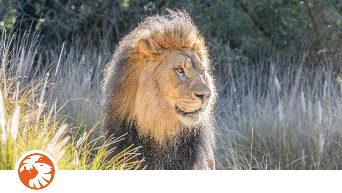 lionbo