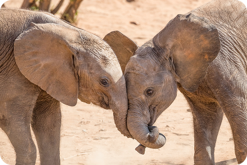 Elephants