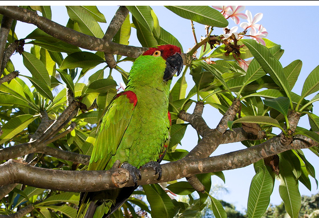 north america's last parrot