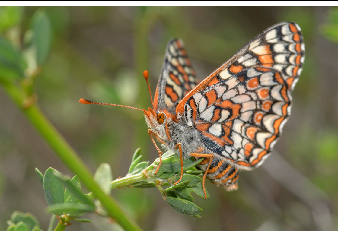 butterfly pit stop